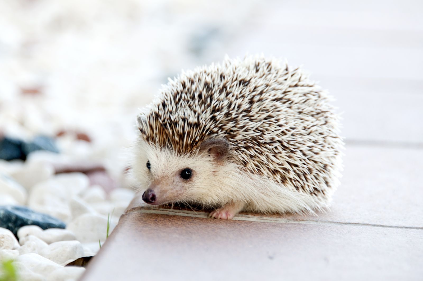 A hedgehog resting on a garden path