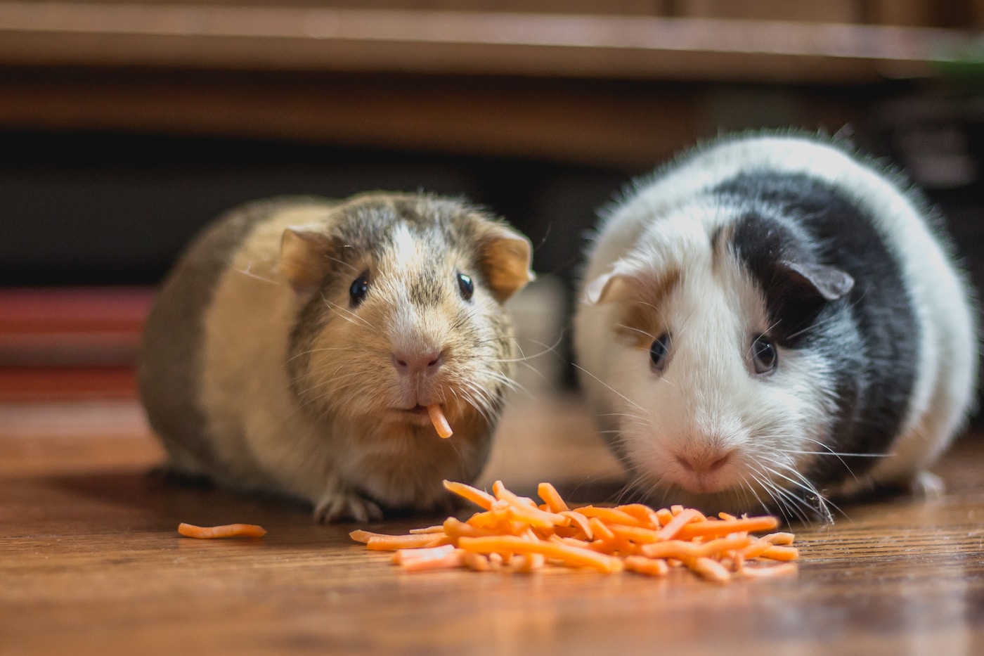 Guinea pigs with fresh food in a foster home